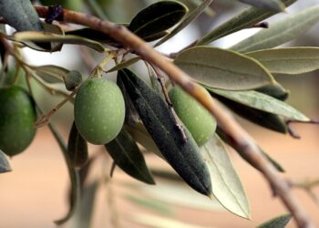 La aceituna hojiblanca se ofrece por debajo de su coste, según ASAJA