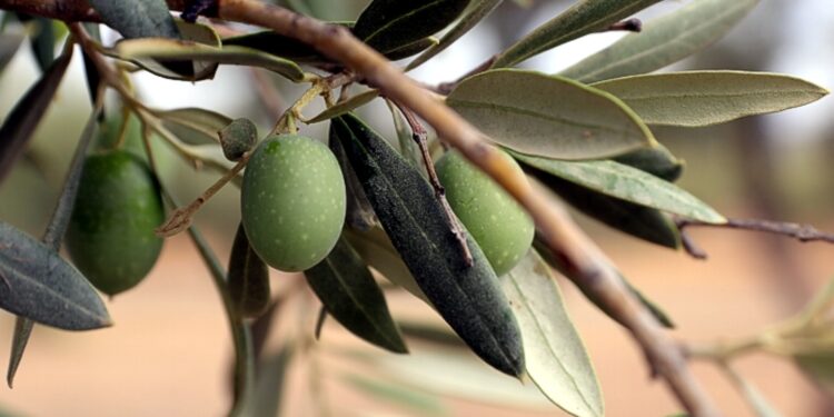 La aceituna hojiblanca se ofrece por debajo de su coste, según ASAJA