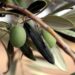 La aceituna hojiblanca se ofrece por debajo de su coste, según ASAJA
